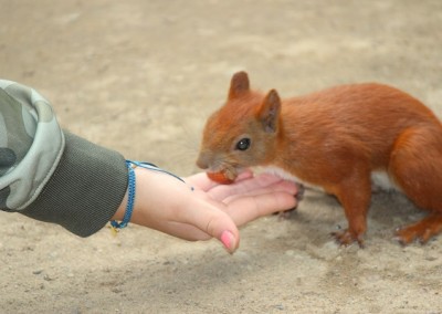 Лазенский Королевский Парк