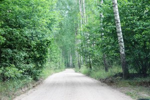 леса в миколайках